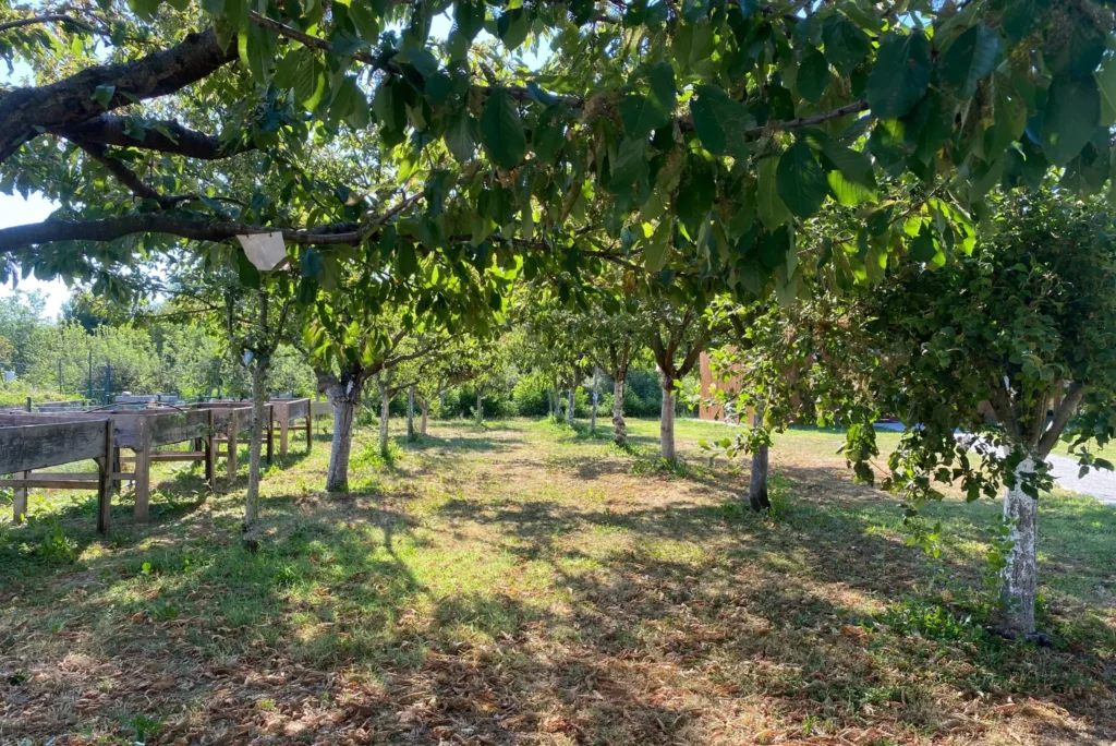Adotta un albero slide1 scaled e1784196270693 1